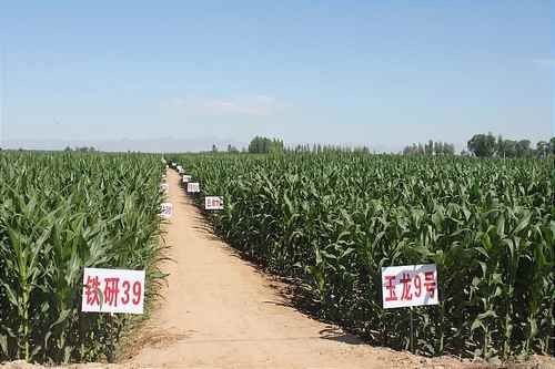 乐农18玉米品种说明