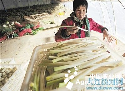 越冬菠菜种植技术