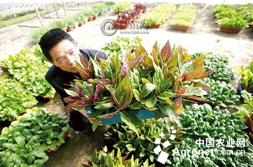 白菜苔的种植方法