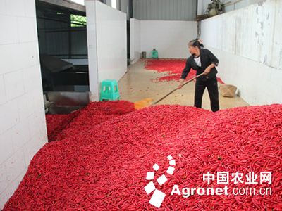 中国莲藕产业网
