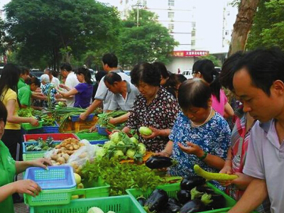越南紫薯育种技术