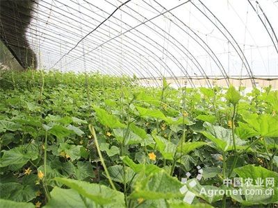 杭州大葱育种技术