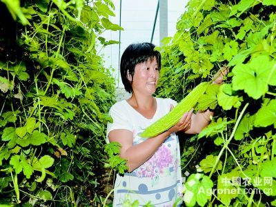 青川竹荪贮藏方法