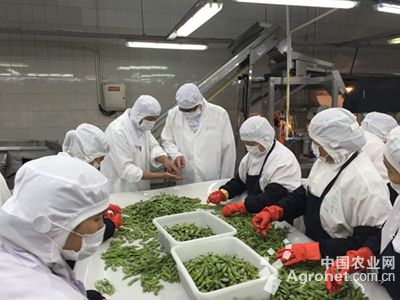 越南紫薯品种产量