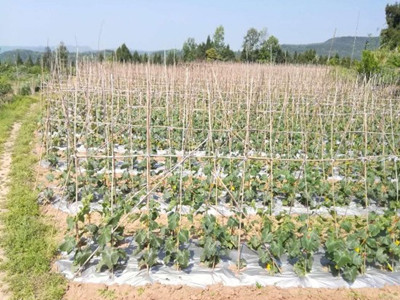簇生椒育种技术