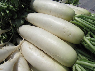 韩国进口黄心大白菜种子