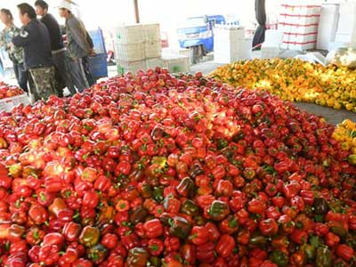 威胜西红柿批发市场