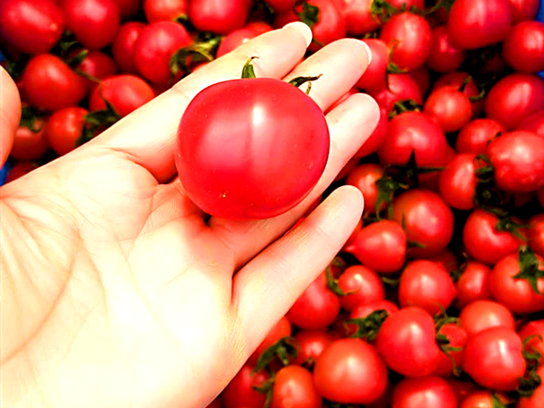 拉比西红柿产地供应