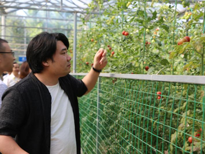 露天茄子种植管理技术