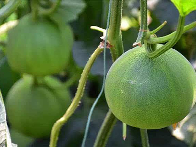 杭茄种植技术