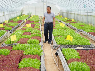 红托竹荪种植最新技术