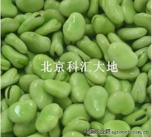 供应纳禾牌蔬菜蚕豆