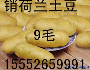 供应土豆1块