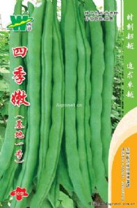 供应四季豆、白不老、架豆王等各种豆角