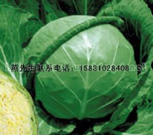 供应大量大头菜(甘蓝)