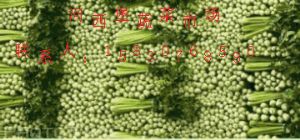 供应大量芹菜