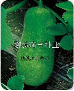 供应绿春小冬瓜 —冬瓜种子