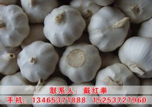 供应金乡优质大蒜、蒜薹