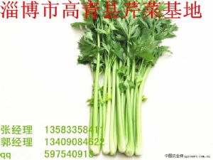 供应淄博小芹菜