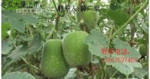 董杜庄冬瓜种植基地