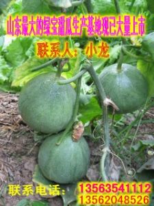 山东花蕾甜瓜、绿宝甜瓜、羊角脆甜瓜大量上市